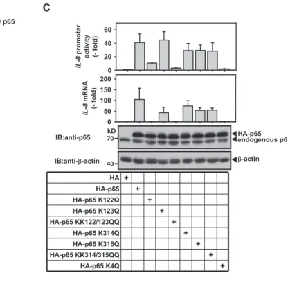 Figure 5. Acetylation mimicking mutants of p65 suppress IL-8 gene expression. (A) HEK293T cells were transfected with expression plasmids encoding His-tagged p65 wild-type or a mutated version thereof where K122, K123, K310, K314 and K315 (K5R) were mutate