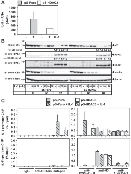 Figure 6. Suppression of HDAC3 affects p65 recruitment and phosphorylation of RNA polymerase II at the IL-8 promoter