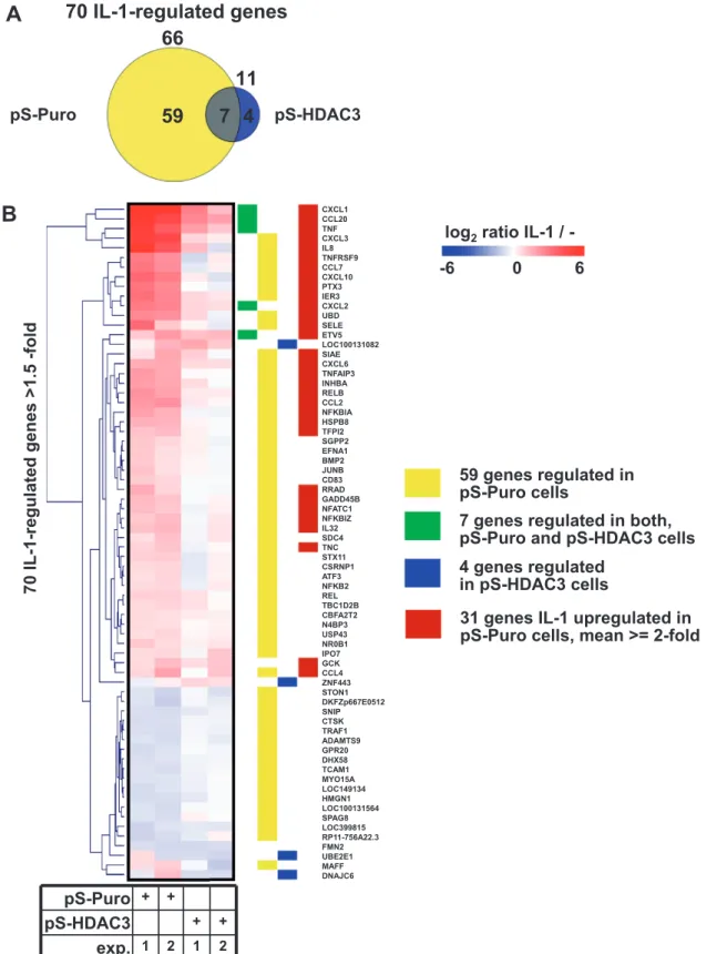 Figure 7. HDAC3 is a global regulator of the transcriptional IL-1 response. HEK293IL-1 R cells stably transfected with pSuper-Puro (pS-Puro) or with pSuper-Puro encoding a shRNA-directed against HDAC3 (pS-HDAC3), as shown in Figure 1A, were treated for 24 