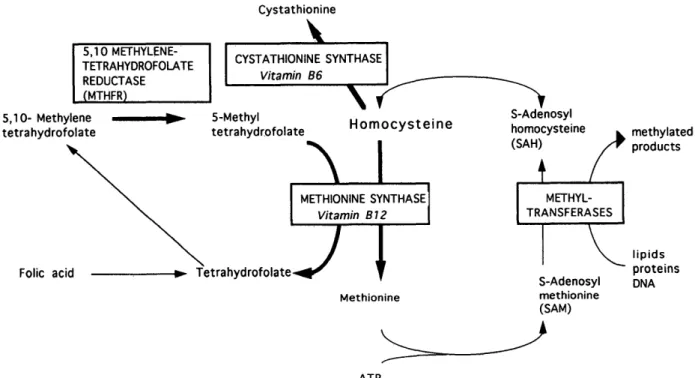 Figure 1. The production of homocysteine in methionine metabolism and the involvement of MTHFR
