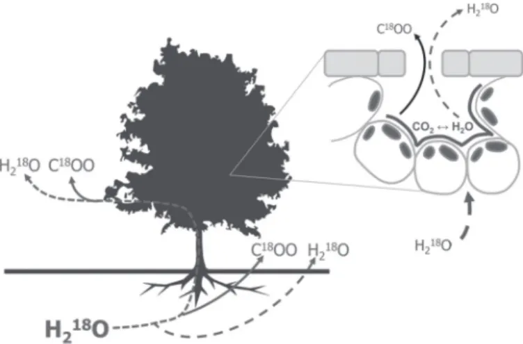Fig. 1.  Schematic overview of the methodological approach. H 2 18 O  labelling enabled us to investigate the effect of drought on the speed of the  link between below- and aboveground processes by tracing  18 O from soil  to leaf water, and to investigate