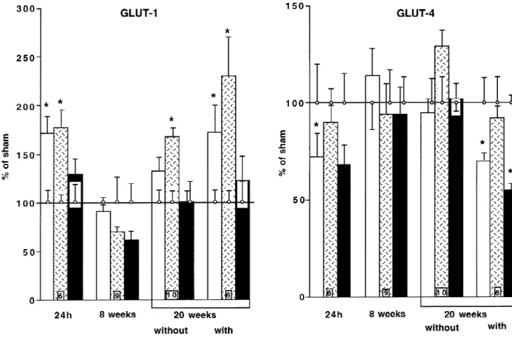 Fig. 2. Myocardial content of GLUT-1 mRNA (left) and GLUT-4 mRNA (right) in the peri-infarction region ( h ), the septum ( ) and the right ventricular free wall ( j ) 24 h, 8 and 20 weeks after surgery