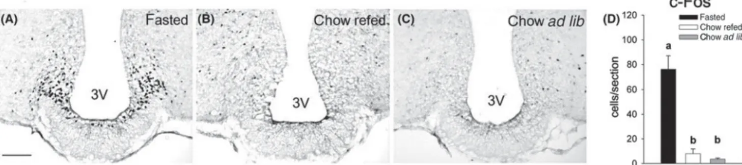 Fig. 3. Refeeding with chow completely reversed the fasting-induced c-Fos expression in the arcuate nucleus (ARC)
