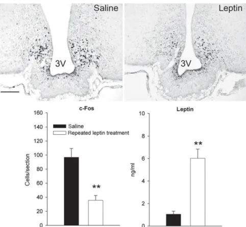 Fig. 4. Effect of exogenous leptin-induced hyperleptinaemia during fasting on arcuate nucleus (ARC) activation in lean mice
