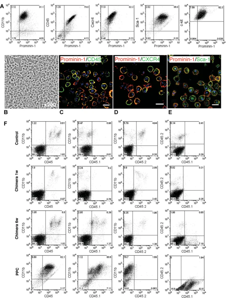 Figure 1 Characteristic of prominin-1-expressing progenitor cells (PPC). (A) FACS analysis of heart-derived cells before separation of prominin-1 þ cells