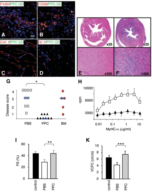 Figure 4 Prominin-1-expressing progenitor cells (PPC) suppressed experimental autoimmune myocarditis