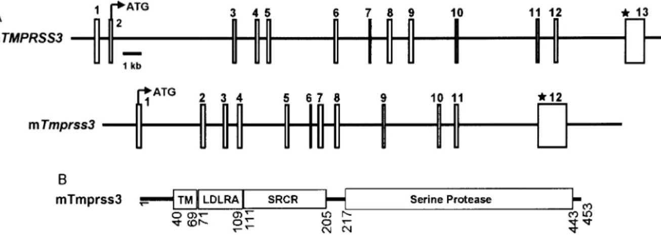 Figure 1. (A) Schematic representation of the human and mouse TMPRSS3 genomic structure