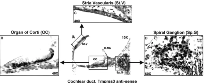 Figure 3. RNA in situ hybridization of mouse Tmprss3 in cochlea of postnatal day-5-old mice