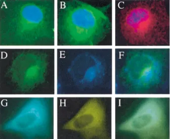 Figure 5. Functional expression of TMPRSS3 in Xenopus oocytes. (A) Predicted structure of TMPRSS3
