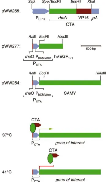 Figure 2. ELISA-based quanti®cation of the thermosensitivity of the CTA±P CTA interaction