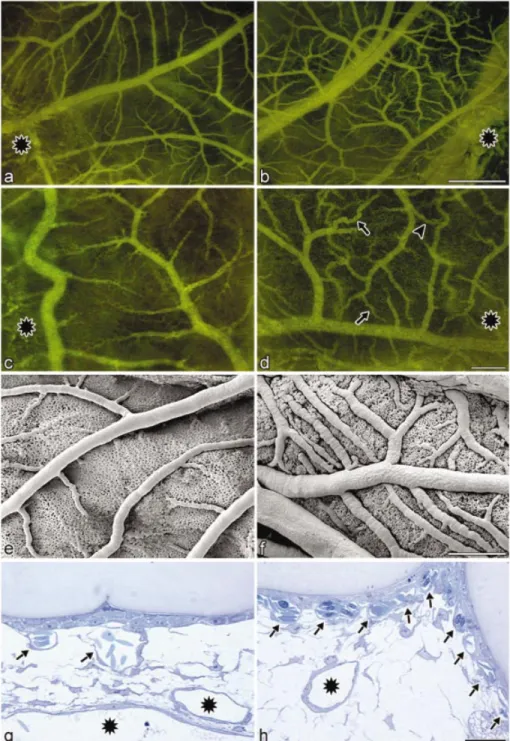 Figure 5. hVEGF 121 -mediated vascularization in chicken embryos. Parallel grafting experiments were performed following supra-CAM application of micro- micro-encapsulated DT40 cells engineered for TIGR-controlled hVEGF 121 and incubation at 41°C (a, c, e 