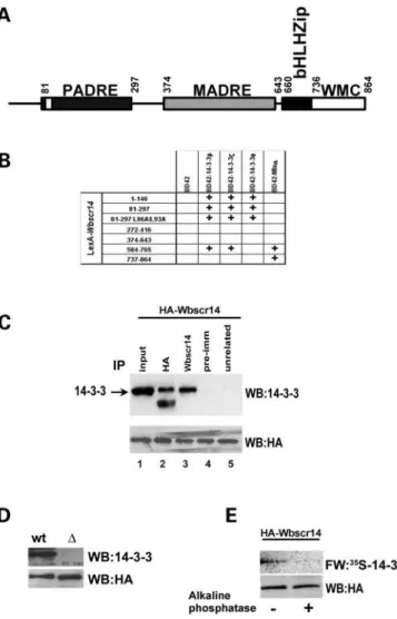 Figure 1. Phosphorylated Wbscr14 interacts with 14-3-3. (A) Schematic representation of the Wbscr14-z domains (defined in 7)