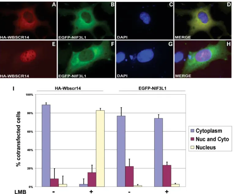 Figure 4. Wbscr14 is exported actively from the nucleus. (A– H) Examples of fluorescence microscopy of fixed DAPI-counterstained COS-7 cells transiently co-transfected with HA –Wbscr14-z and Myc – EGFP – NIF3L1-a mock treated (A – D) or treated with LMB (E