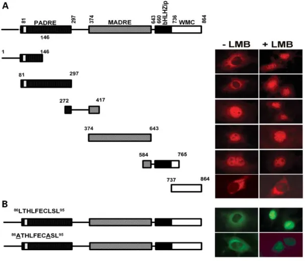 Figure 5. The nuclear export activity of Wbscr14 maps to the PADRE domain. (A) Representative examples of subcellular localization of the HA-tagged Wbscr14-z peptides schematically depicted on the left in the absence (left column) and presence (right colum