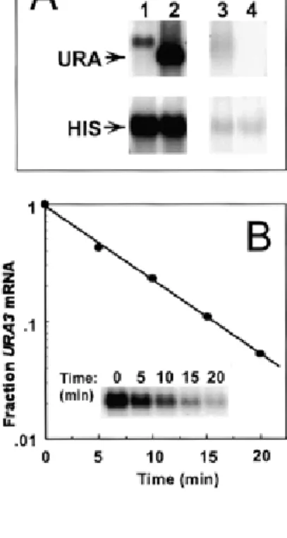 Figure 2. (A) RNA transcripts from YRpSO1. Total RNA was isolated from late log-phase RGY1 cells, grown in glucose (lanes 1 and 3) or galactose (lanes 2 and 4) medium and subjected to northern blot analysis using strand-specific riboprobes to the URA3 or H