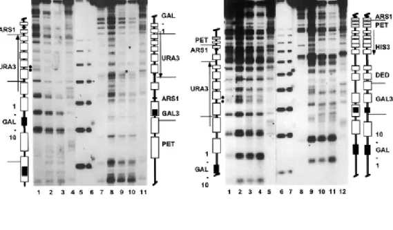 Figure 3. Chromatin analysis of YRpSO1 by micrococcal nuclease digestion and indirect end-labeling