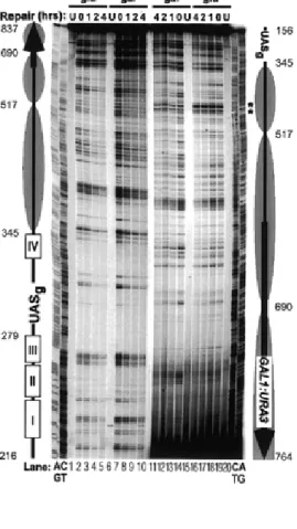 Figure 4. Whole plasmid repair of YRpSO1. (A) Representative blots of plasmid YRpSO1 from RGY1 cells that had been grown in glucose or galactose medium, irradiated with 100 J/m 2 UV and incubated for different repair times.