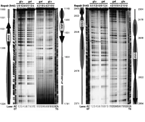 Figure 6. Phosphorimages of sequencing gels showing the repair of CPDs at specific sites in the URA3–3' and HIS3 fragments