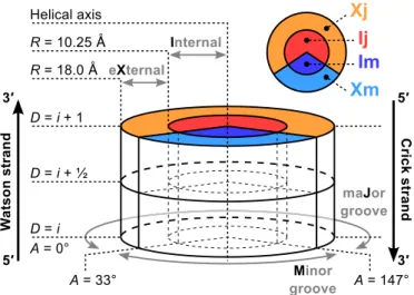 Figure 1. Schematic view of a base-pair step. Untwisted view of a base- base-pair step detailing the CHC space-partitioning scheme used to measure ion populations around DNA