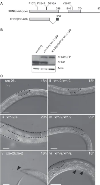 Figure 1. xrn-2(tm3473) is a bona ﬁde null allele that causes molting defects and developmental arrest