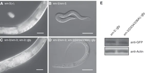 Figure 2. XRN2 catalytic activity is required for molting and growth beyond the L2 stage