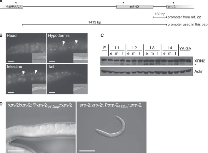 Figure 3. XRN2 is ubiquitously and constitutively expressed. (A) Schematic depiction of the xrn-2 genomic locus and promoters used