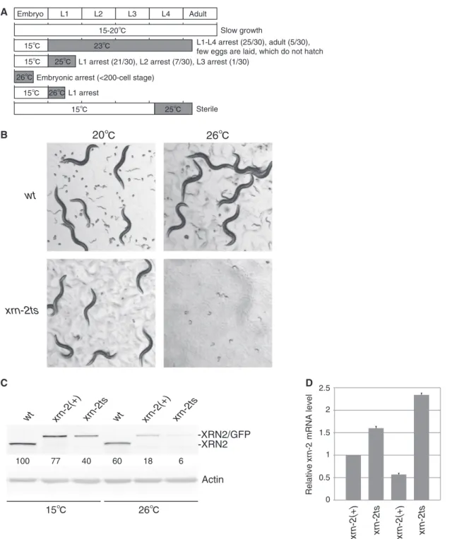 Figure 4. Characterization of an improved xrn-2ts strain reveals reduced XRN2 levels at restrictive temperature
