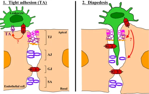 Fig. 1. The role of gap junctions in leukocyte recruitment to tissues. Sequential steps in leukocyte emigration, including tethering/rolling, activation, tight adhesion, and diapedesis (via inter-endothelial junctions TJ, AJ, GJ and SA), are controlled by 