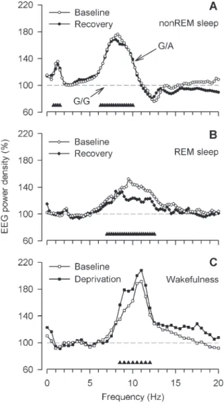 Figure 1. The functional c.22G [A polymorphism of ADA modulates EEG activity in non-REM sleep, REM sleep, and wakefulness