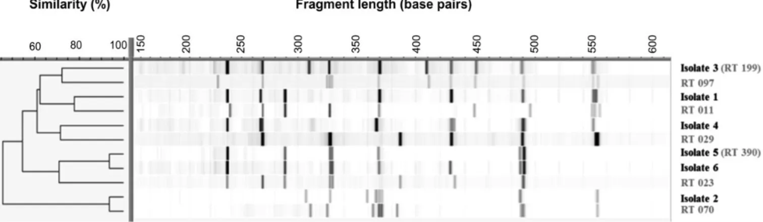 Figure 3. Dendrogram showing the specific ribotype (RT) profiles of six Clostridium difficile isolates from Dabou, south Coˆte d’Ivoire, obtained in October 2012, in comparison to related RTs, as determined by capillary ribotyping