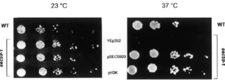 Fig. 1. Overexpression of hDK1 cDNA complements the growth phenotype of sec59-1 mutant at the nonpermissive temperature