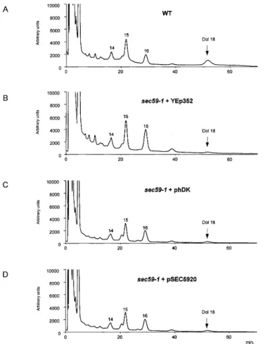 Fig. 4. Dol-P levels are elevated in sec59-1 mutant at the nonpermissive temperature by transfection with hDK1 cDNA