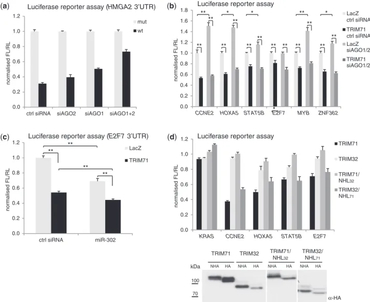 Figure 7. TRIM71 and miRNAs pathway repress common targets. (a) Knock-down of AGO1 and AGO2 partially relieves miRNA-mediated repression