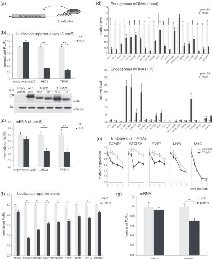 Figure 2. TRIM71 is a repressor of mRNA function. (a) Schematic representation of the RL-5boxB reporter used in this study