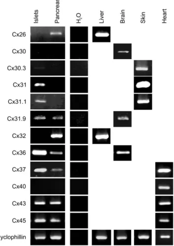 Figure 1. Different connexin transcripts are expressed in the adult human pan- pan-creas and its endocrine islets