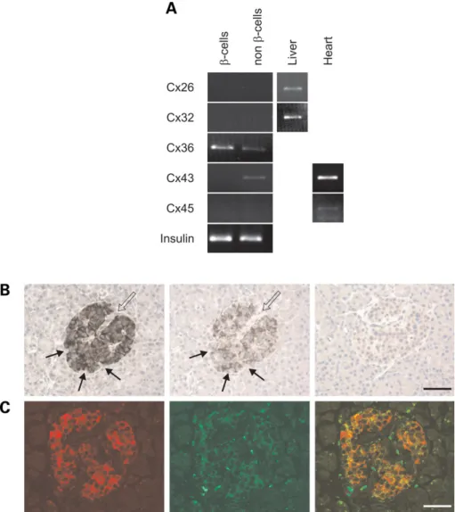 Figure 3. Cx36 is expressed by pancreatic b-cells. (A) Reverse transcriptase-polymerase chain reaction (RT – PCR) amplification of total RNA showed expression of Cx36 in FACS-purified and green fluorescence protein (GFP)-expressing human b-cells, and of bo