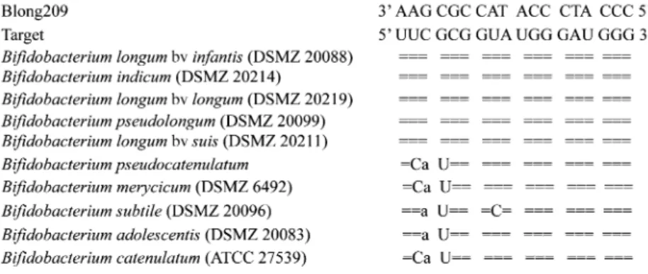 Fig. 1. Sequence of the Blong209 probe shown on the top of a 16S rRNA gene alignment (region 209–226 according to Eshcerichia coli consensus numbering) for Bifidobacterium longum and related species (bv : biovar)