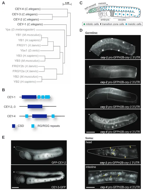 Figure 1. Characteristics of CEY proteins. (A) Phylogenetic tree showing a relation between CEYs and Y-box-binding proteins in other organisms, the closest being Yps in Drosophila melanogaster