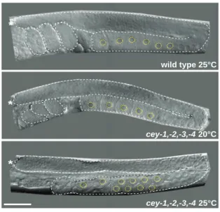 Figure 2. CEY proteins are essential for fertility. Light micrographs from live wild-type and mutant animals grown at the indicated temperatures.