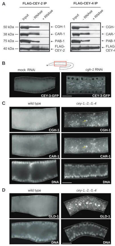 Figure 4. CEYs are required for the integrity of germline mRNPs. (A) FLAG IPs performed in the presence or absence of RNAse on extracts from transgenic animals expressing either FLAG-CEY-2 or FLAG-CEY-4