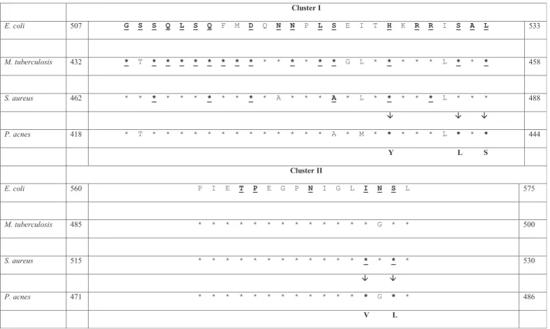 Figure 2. Amino acid sequence comparison of clusters I and II of the rpoB gene of E. coli, M