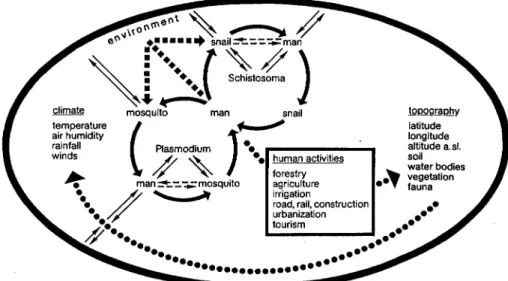 Fig. 1. Man-parasite-environment interrelations.