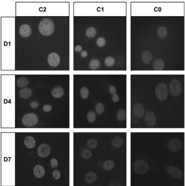 FIG. 1. Effects of TSA on acetylation of histone H4 in primary cultured adult rat hepatocytes