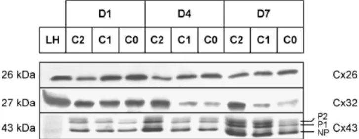 FIG. 4. Effects of TSA on Cx protein levels in primary cultured adult rat hepatocytes