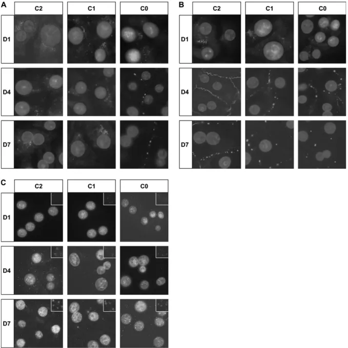 FIG. 5. Effects of TSA on the cellular localizations of Cx26 (A), Cx32 (B), and Cx43 (C) in primary cultured adult rat hepatocytes