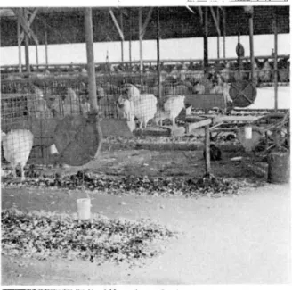 FIG. 1.-A pair of suspended cup units used for eval- eval-uating attractiveness of baits.
