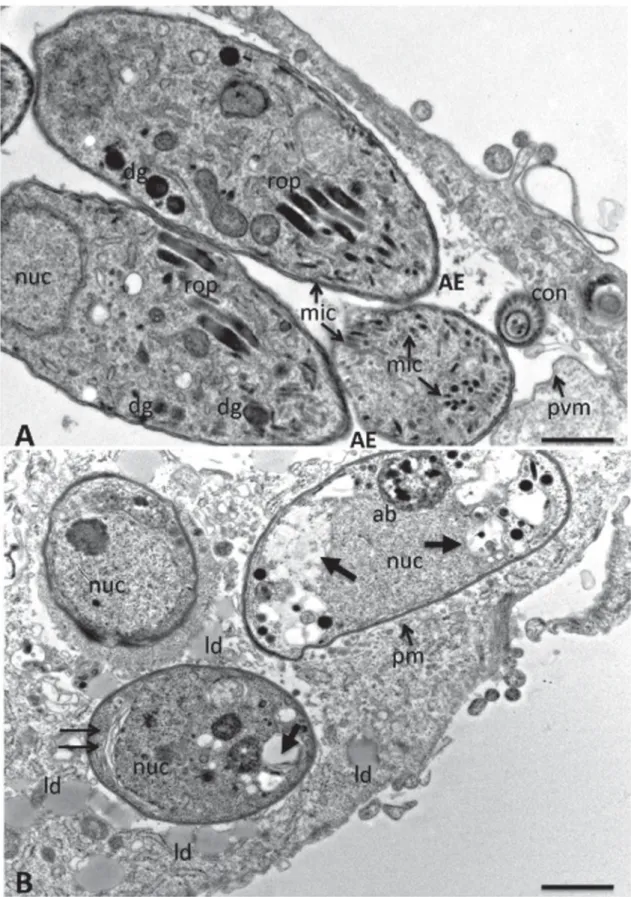 Fig. 2. TEM of Neospora caninum tachyzoites grown in HFF. (A) Non-treated control culture, with tachyzoites within a parasitophorous vacuole that is delineated by a parasitophorous vacuole membrane (pvm)