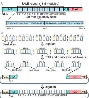 Figure 2. Construction of TALENs with the easyT protocol. (A) A schematic representation of a TALEN with a TALE-repeat length of 18.5 modules