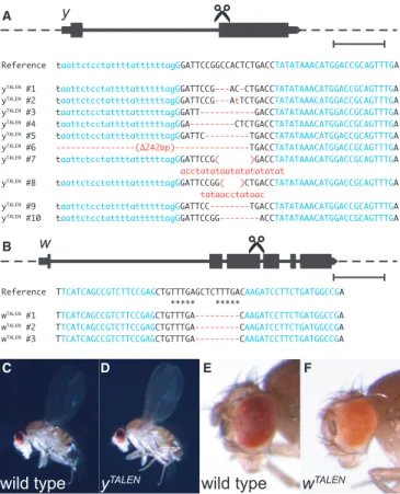 Figure 3. Targeted germ line gene mutagenesis. (A) TALEN-induced mutations in y. The target site was chosen at the junction of exon 2 and intron, as indicated with the scissors mark