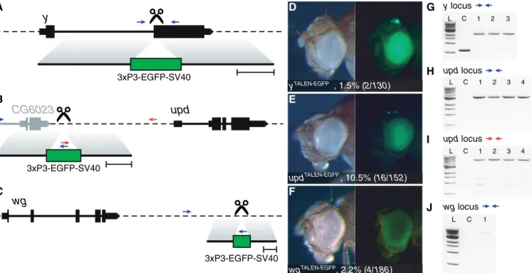 Figure 4. TALEN-mediated targeted marker gene integration. (A–C) Schematics of TALEN target loci and corresponding donor DNA